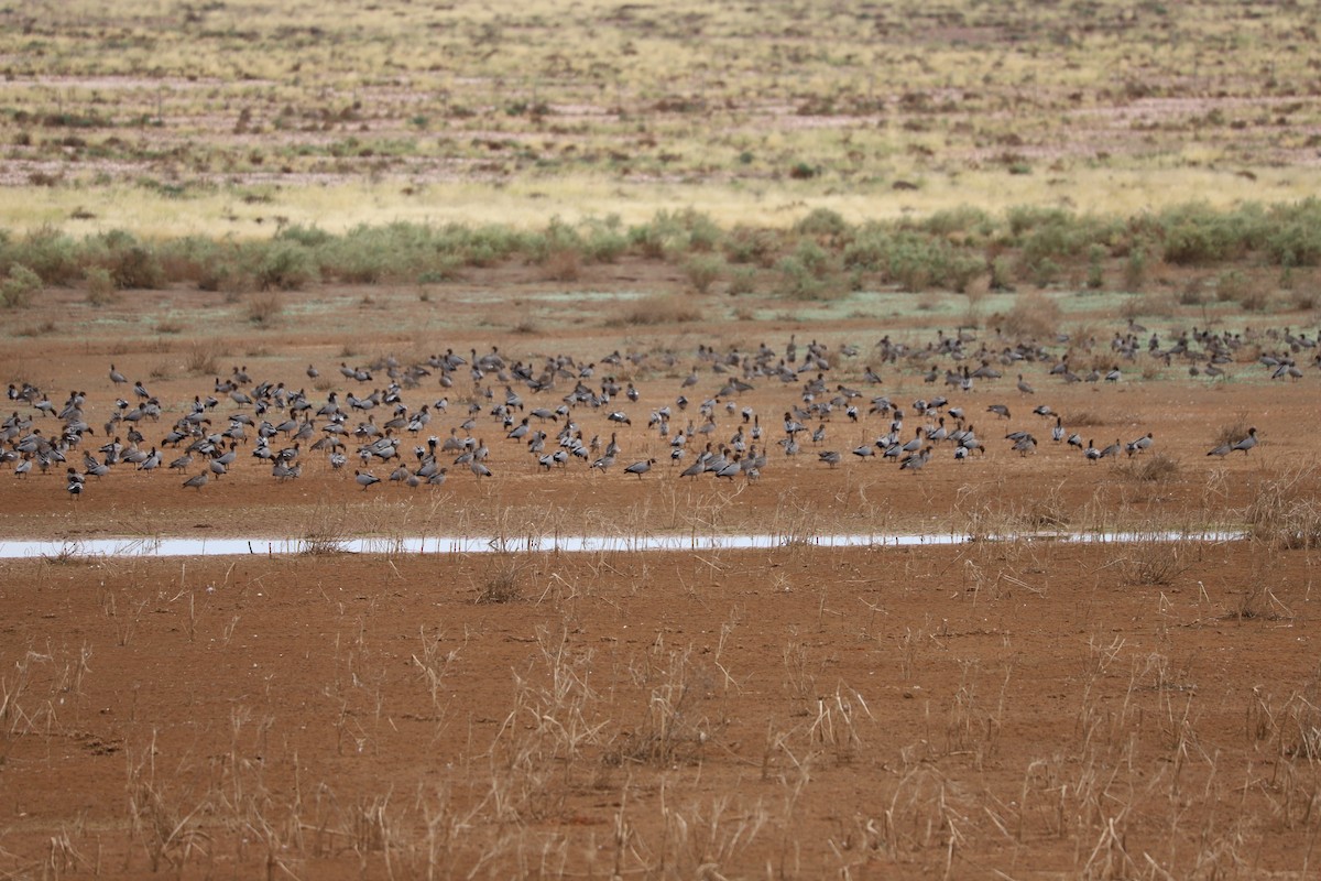 Maned Duck - ML616484001