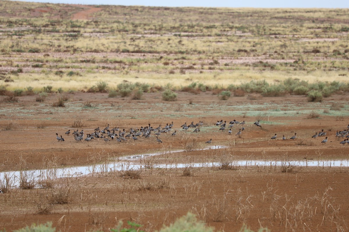 Maned Duck - ML616484002