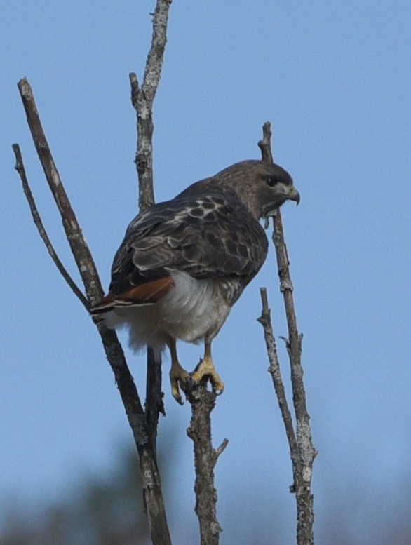 Red-tailed Hawk (abieticola) - ML616484105