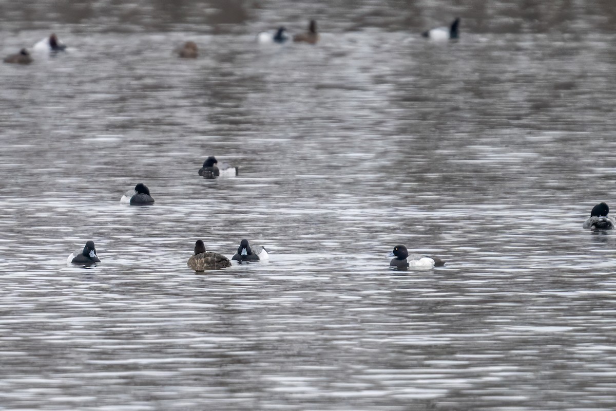 Greater Scaup - ML616484139