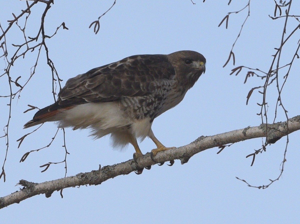 Red-tailed Hawk (abieticola) - ML616484142