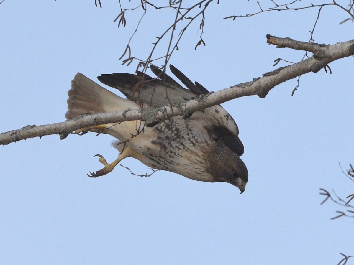 Red-tailed Hawk (abieticola) - ML616484147