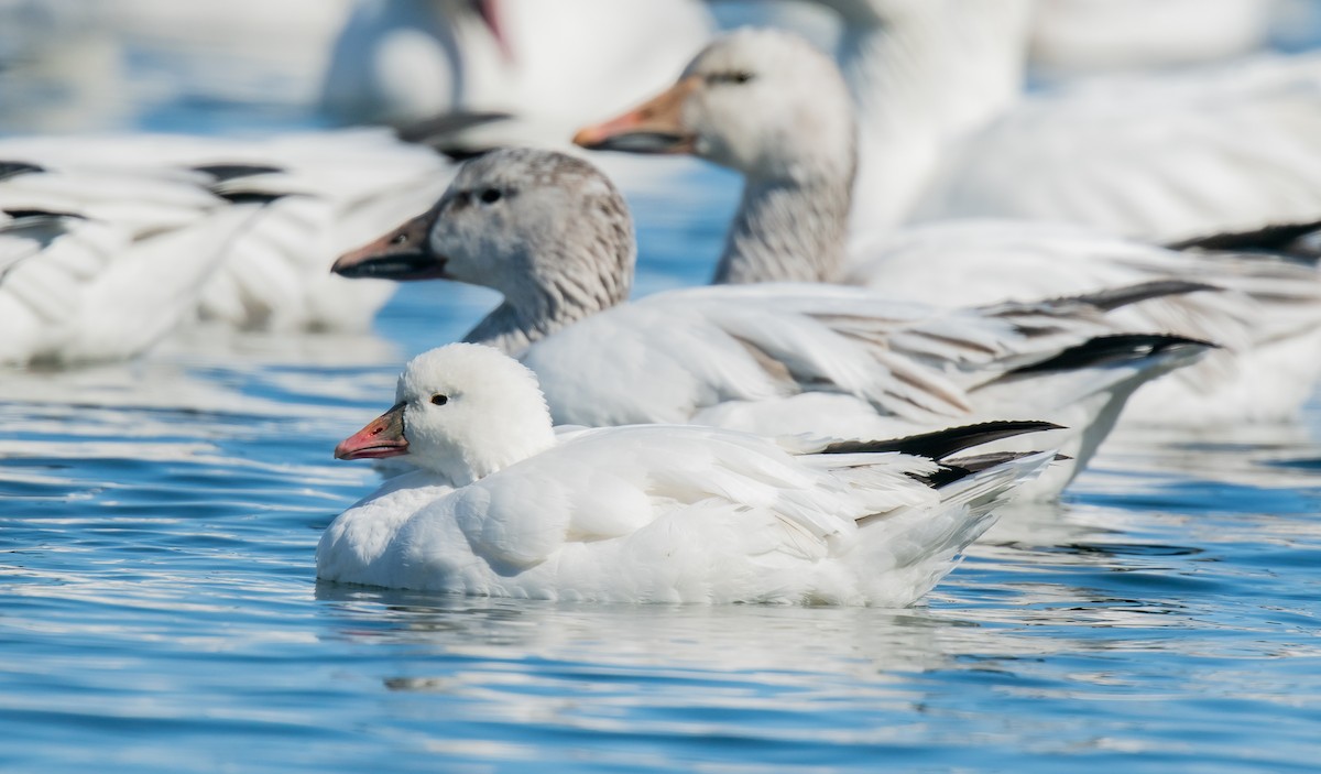 Ross's Goose - ismael chavez