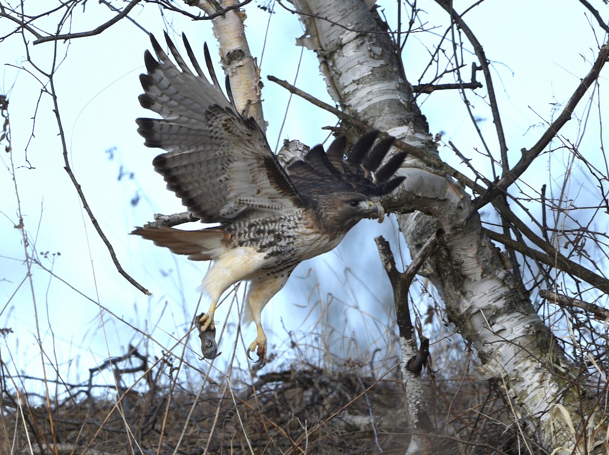 Red-tailed Hawk (abieticola) - ML616484199