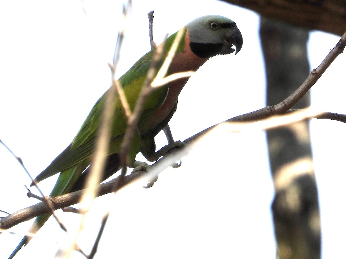 Red-breasted Parakeet - ML616484209