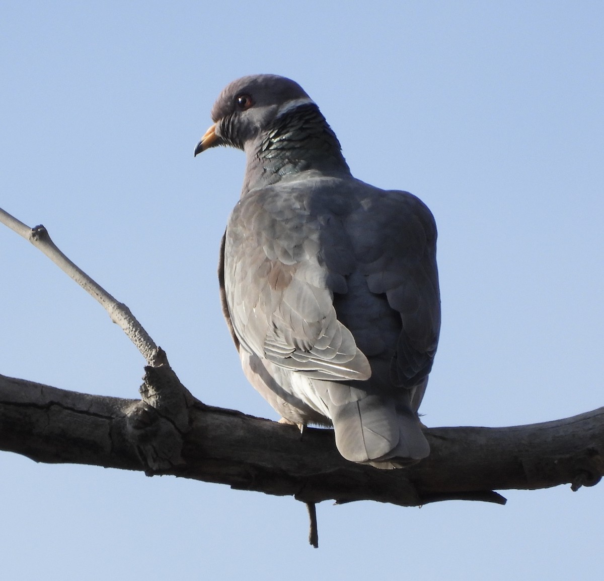 Band-tailed Pigeon - ML616484213