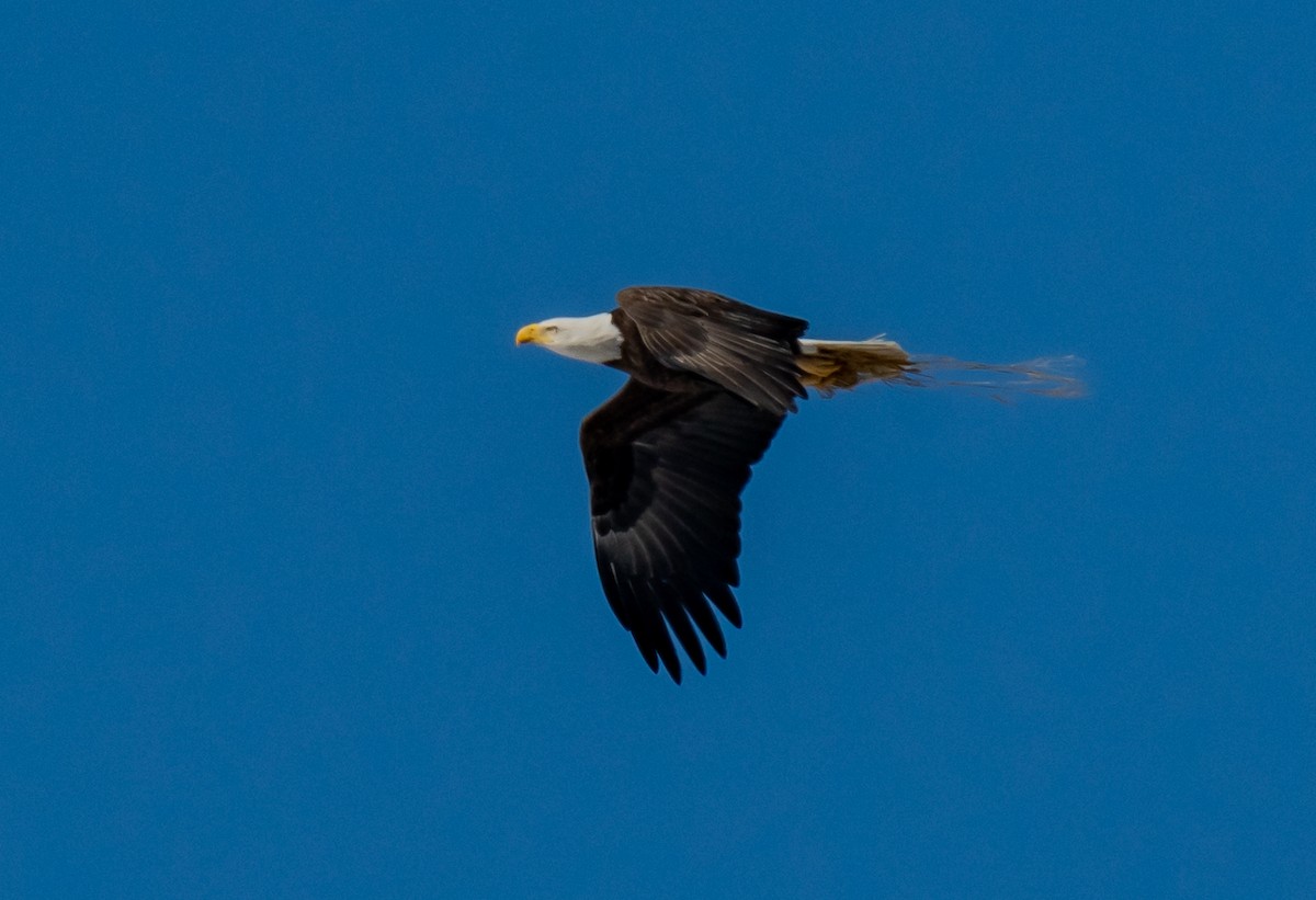 Bald Eagle - ismael chavez