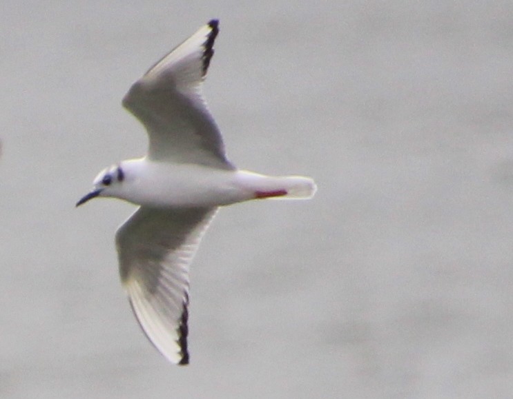 Mouette de Bonaparte - ML616484248