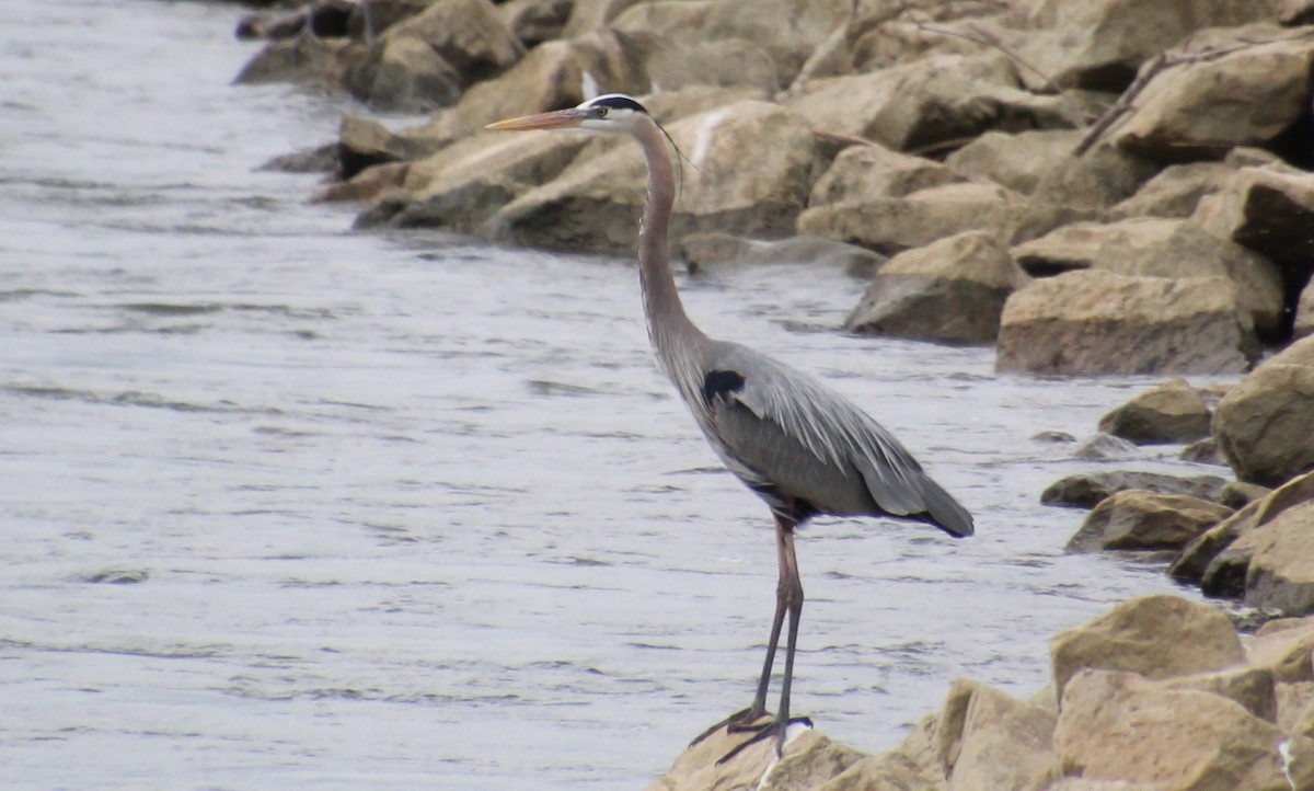 Great Blue Heron - Carole Swann