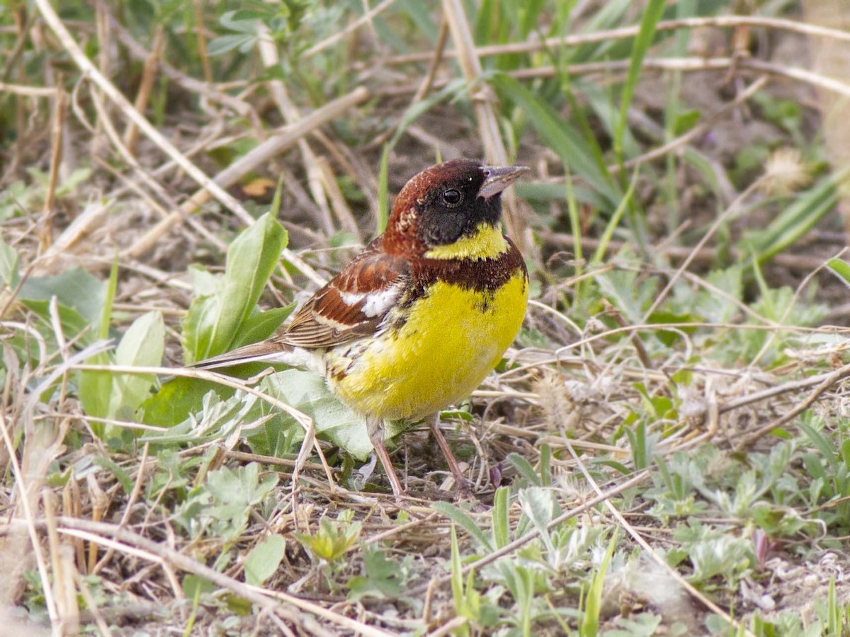 Yellow-breasted Bunting - Davaasuren Davka