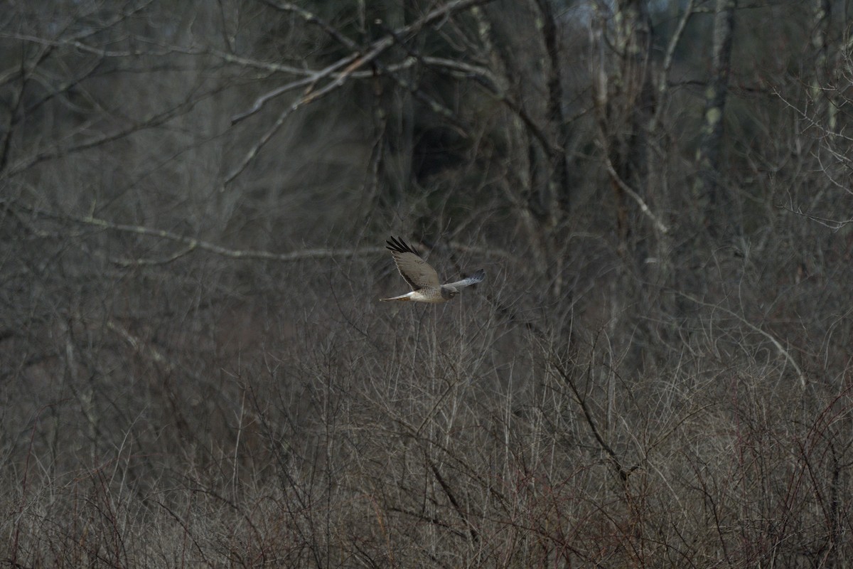 Northern Harrier - ML616484270