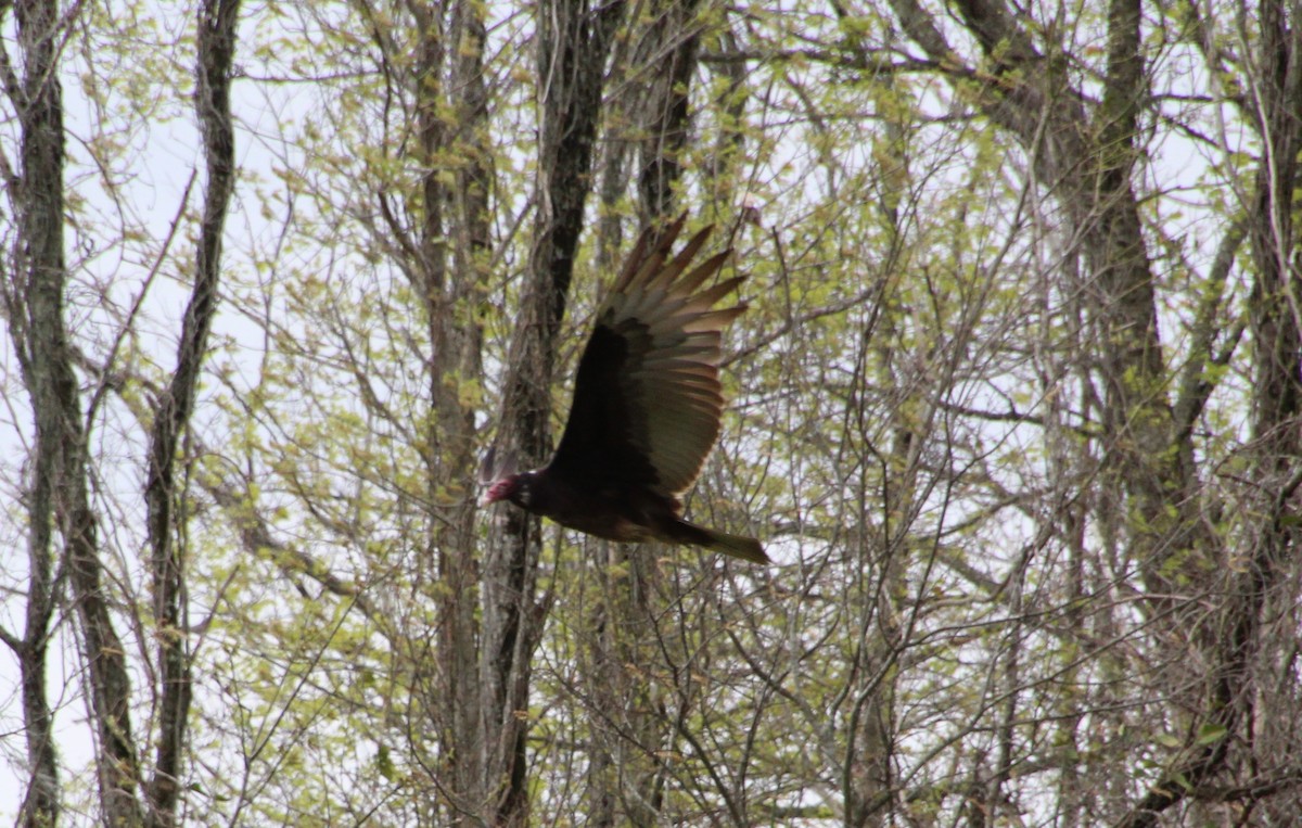 Turkey Vulture - Carole Swann