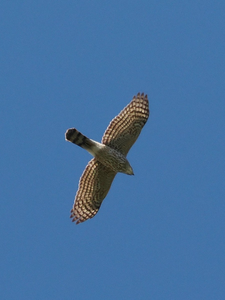 Cooper's Hawk - Jack Wickel