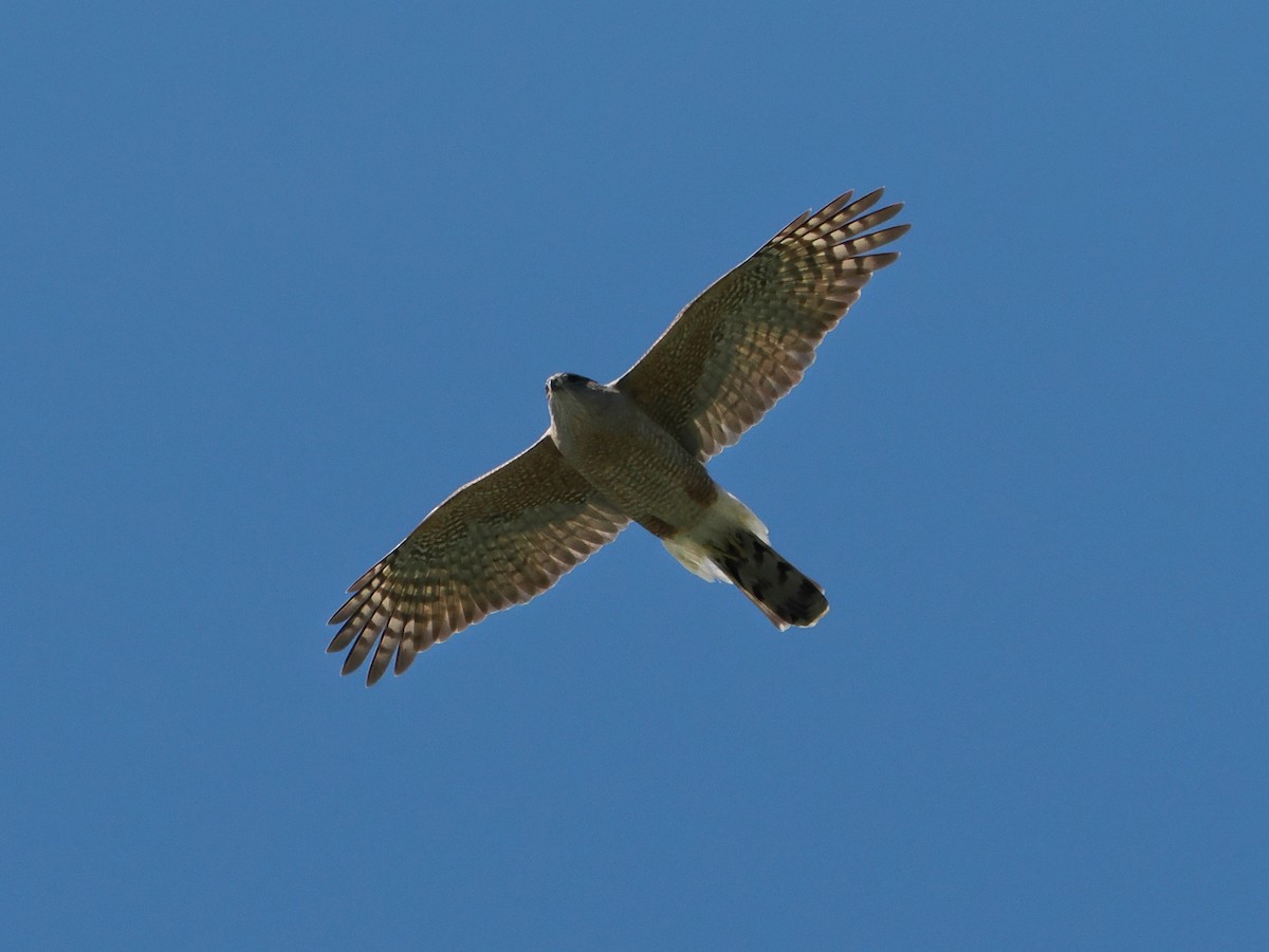 Cooper's Hawk - ML616484335