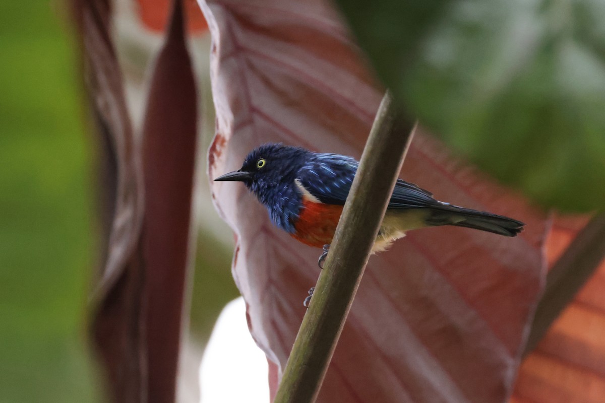 Scarlet-breasted Dacnis - ML616484338