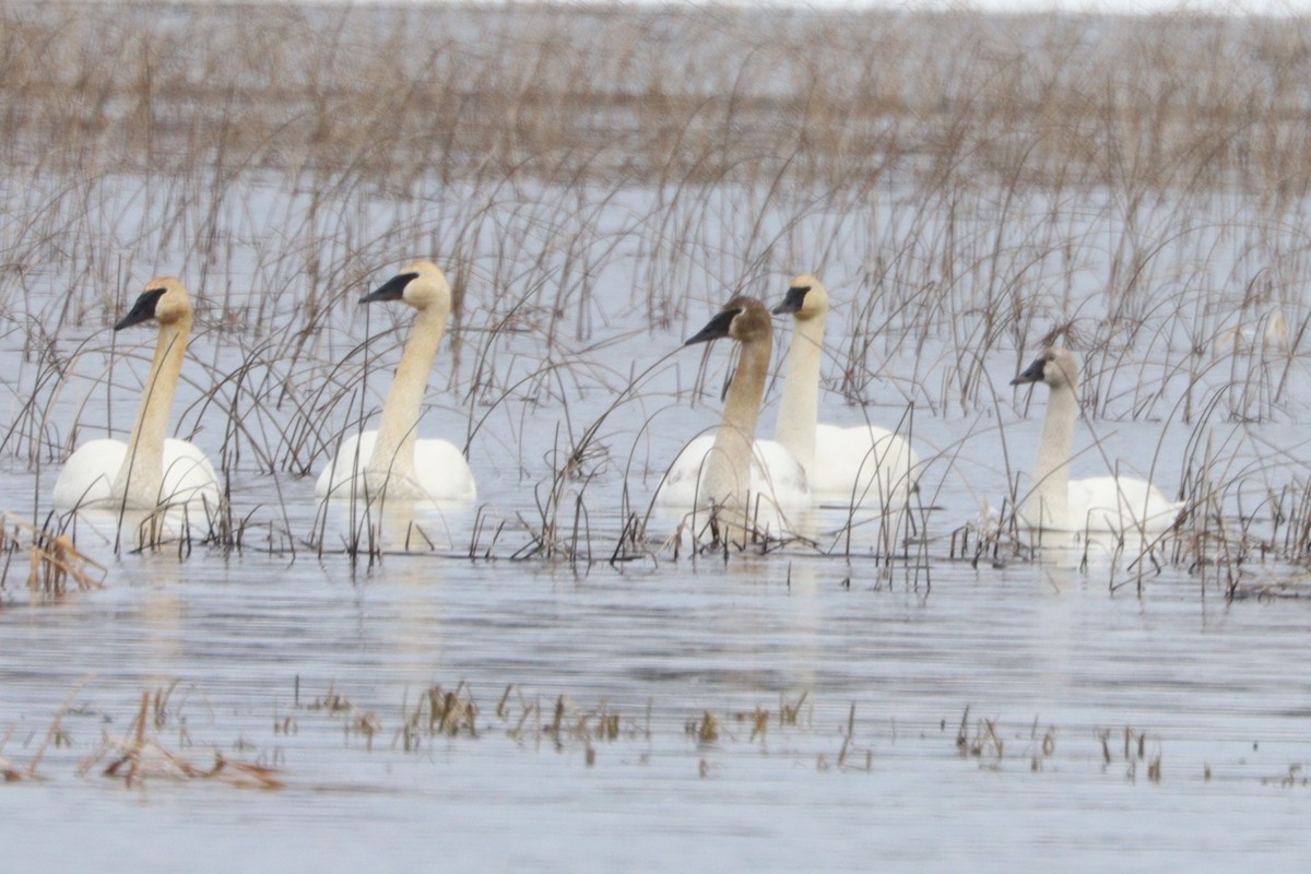 Trumpeter Swan - ML616484404