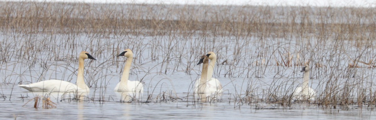 Trumpeter Swan - ML616484405