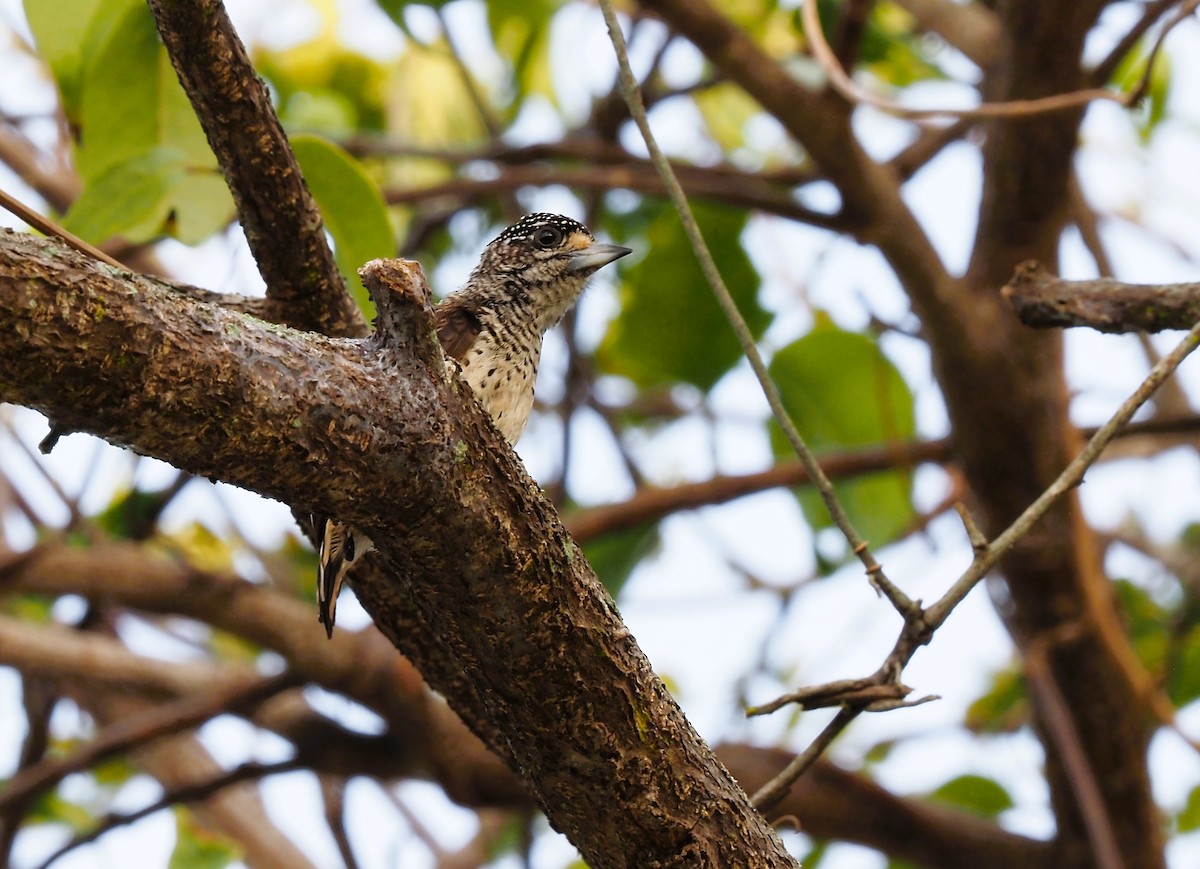 White-bellied Piculet - ML616484451