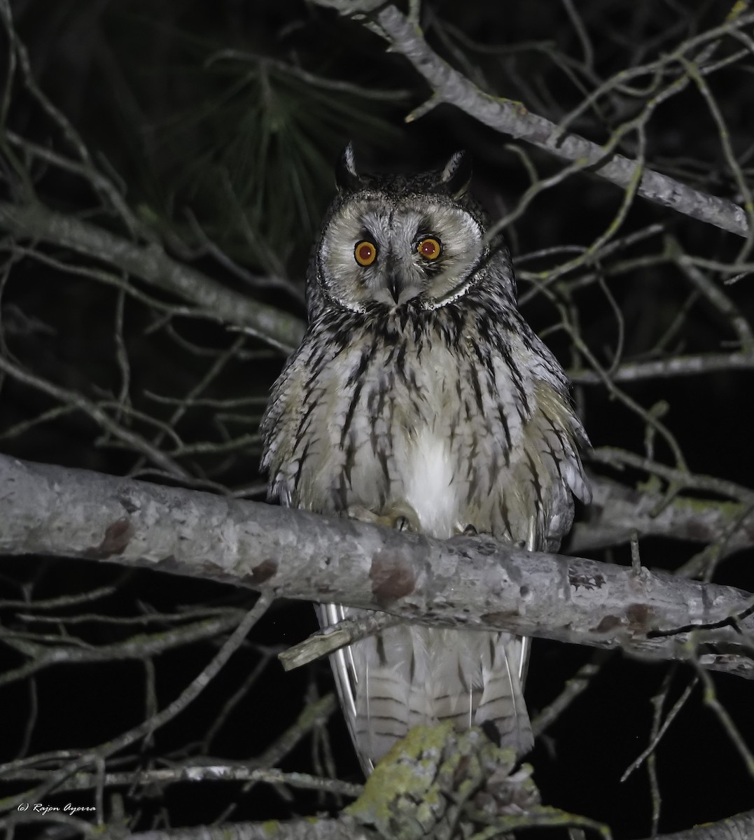 Hontz ertaina - ML616484502