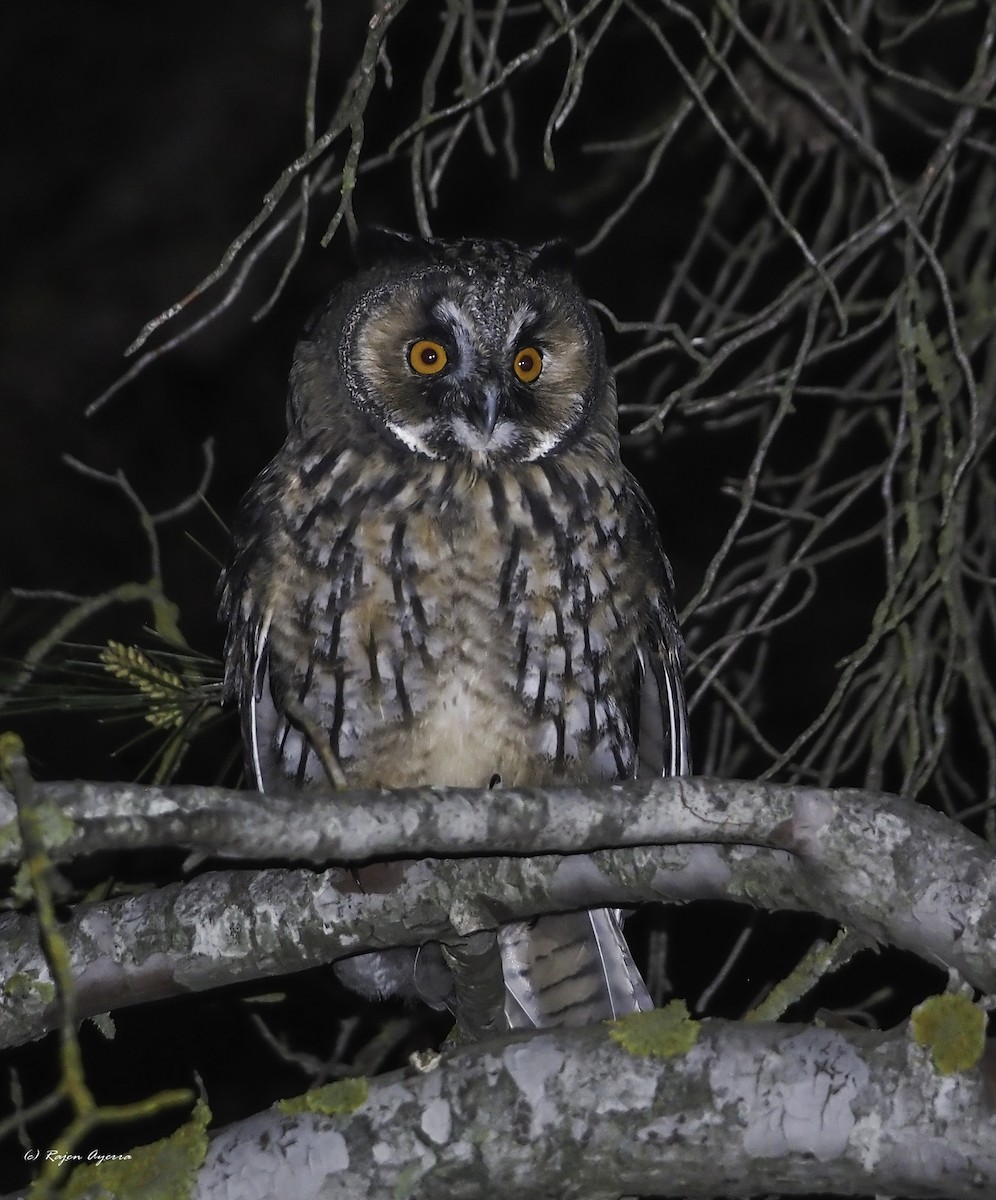 Hontz ertaina - ML616484515