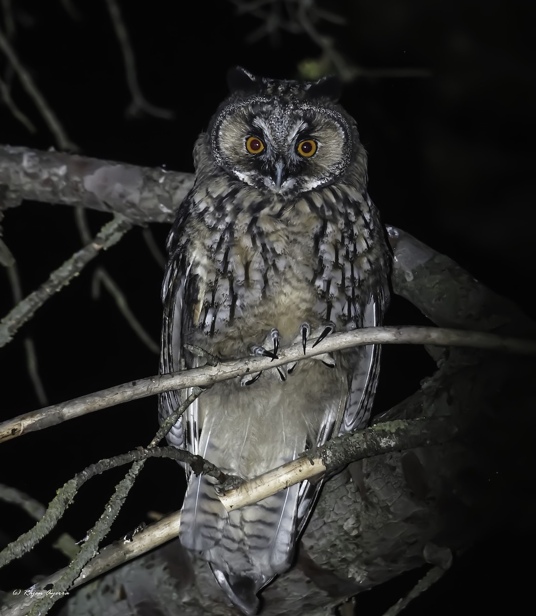 Hontz ertaina - ML616484534