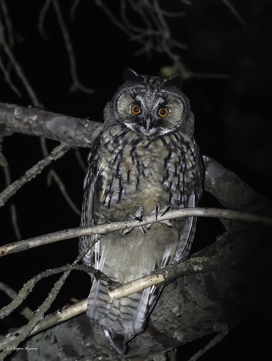 Hontz ertaina - ML616484535