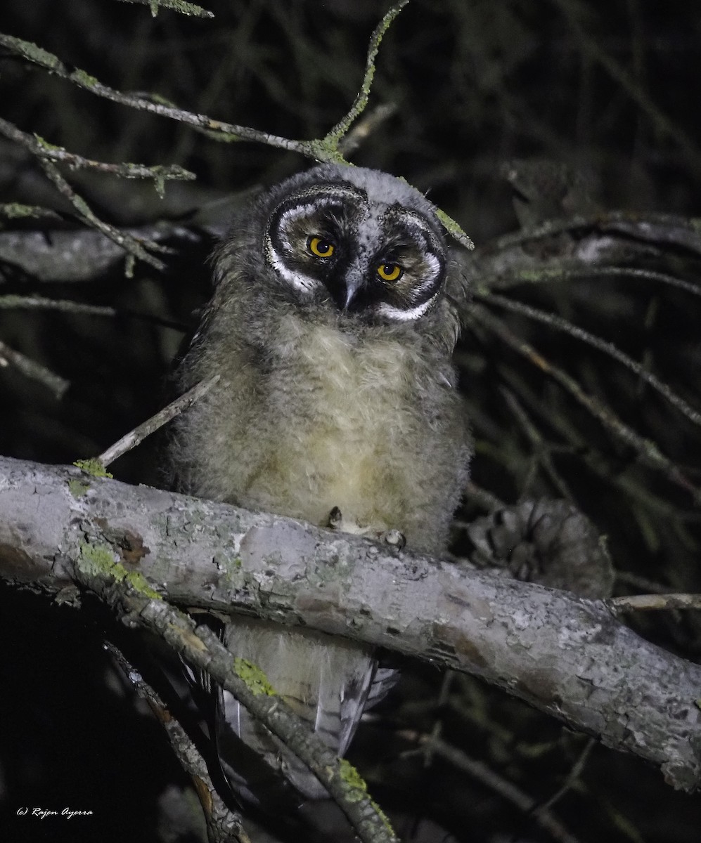 Hontz ertaina - ML616484561