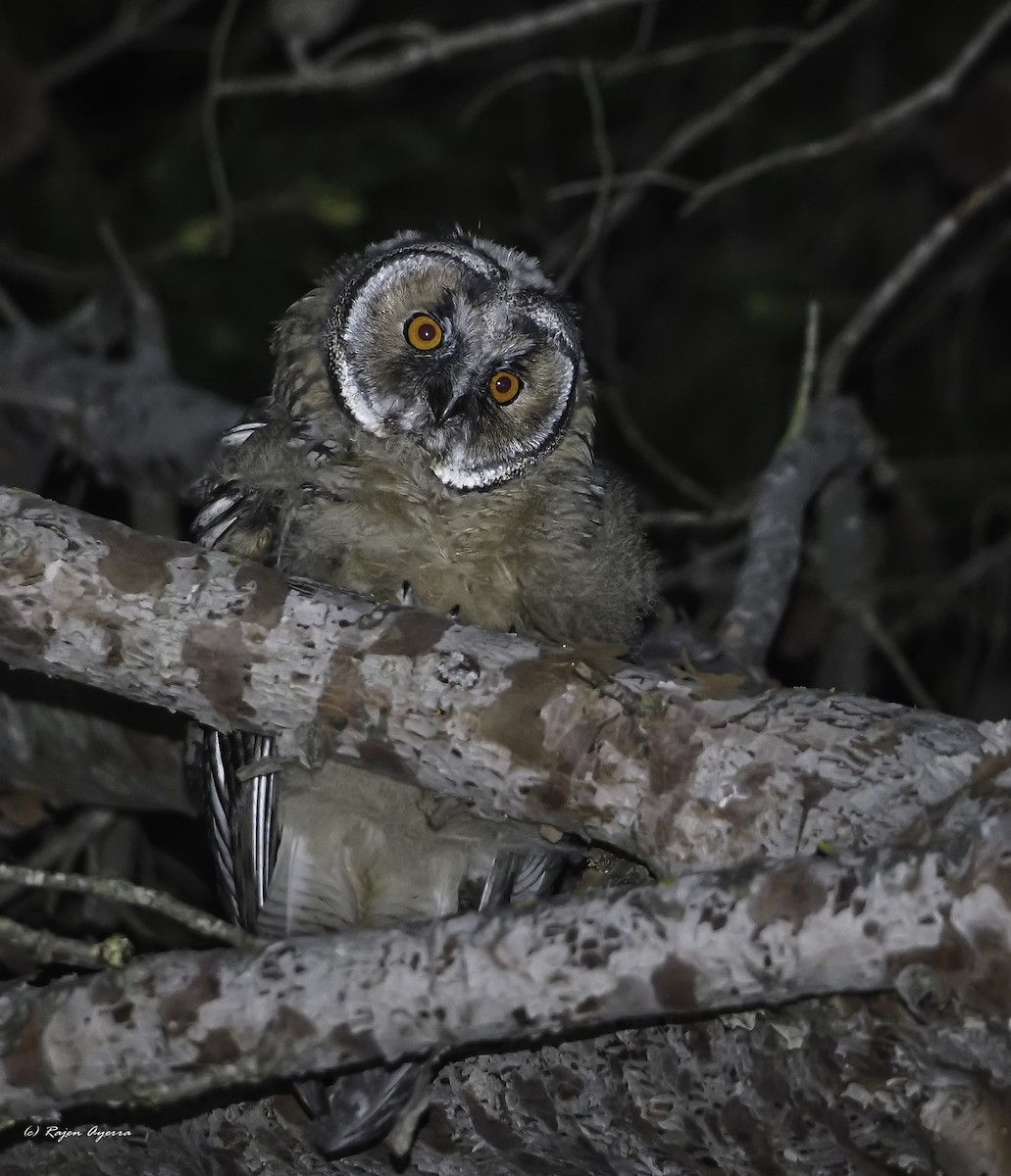 Hontz ertaina - ML616484572