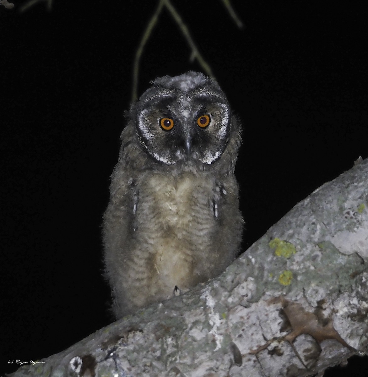 Hontz ertaina - ML616484580