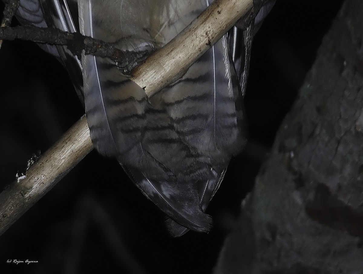 Hontz ertaina - ML616484589