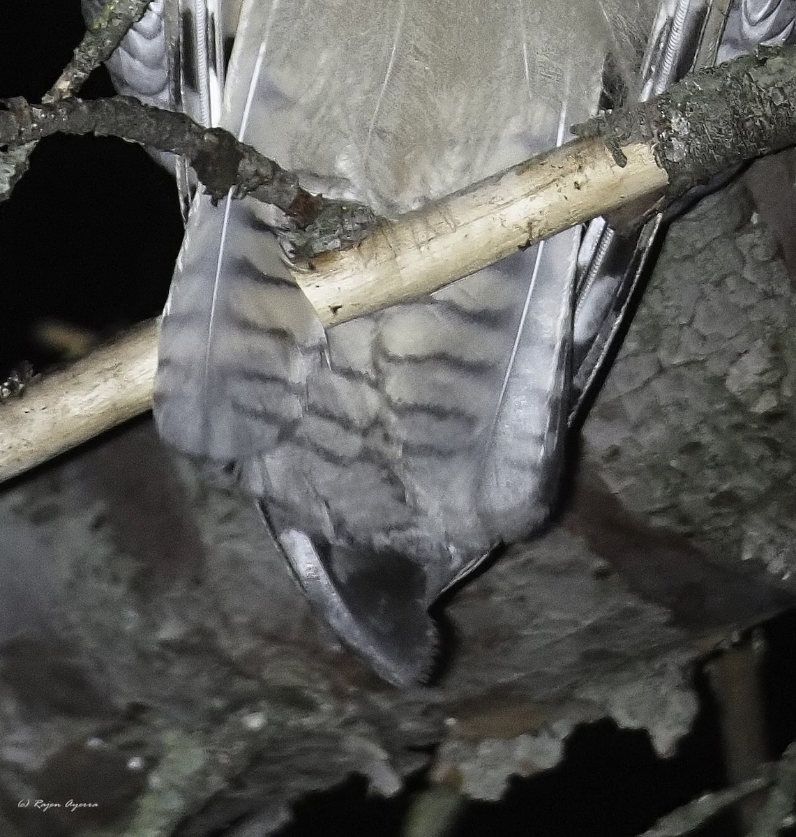 Hontz ertaina - ML616484596