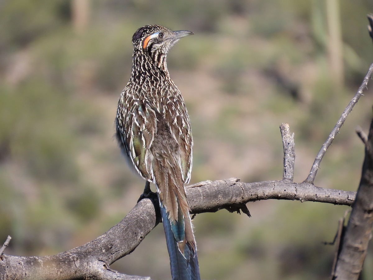 Greater Roadrunner - Joe Kellerhals