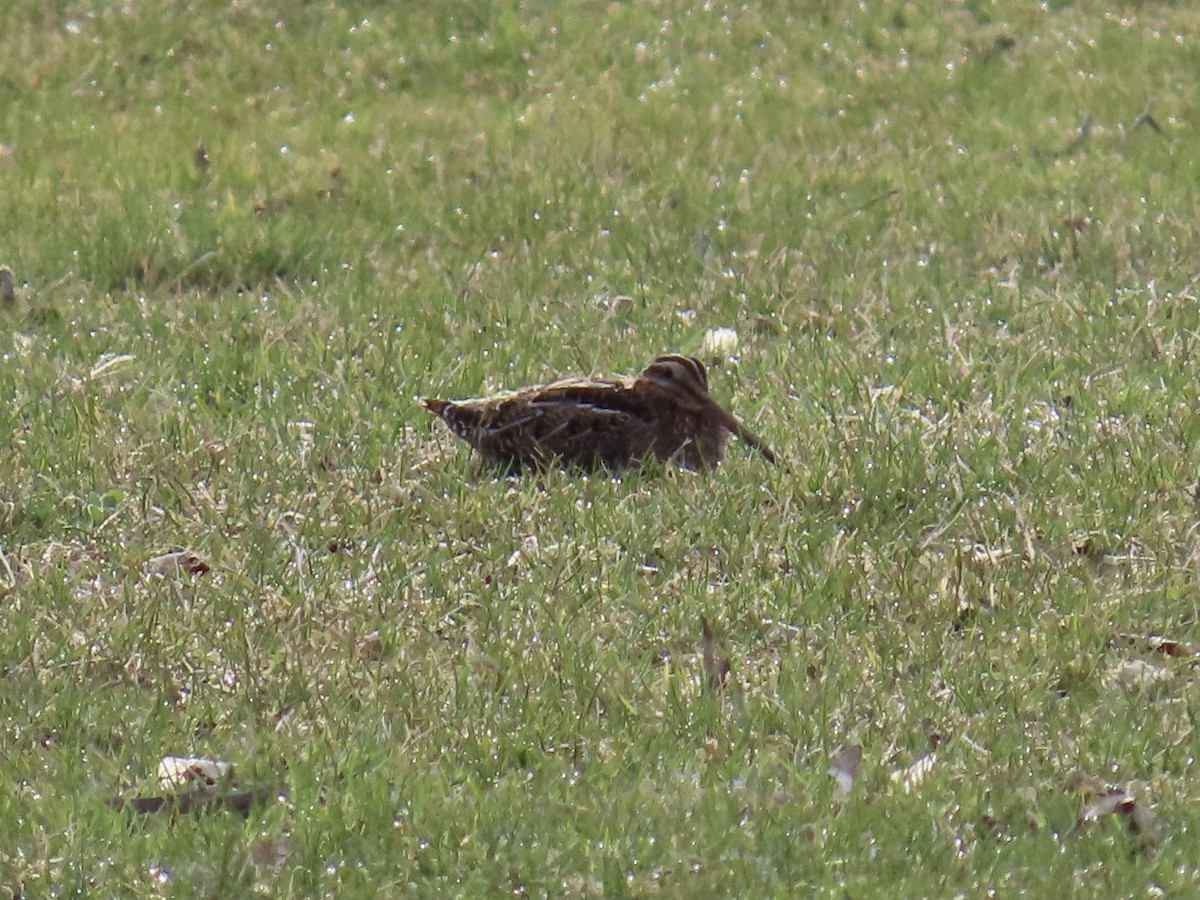 Wilson's Snipe - Ginger Bernardin