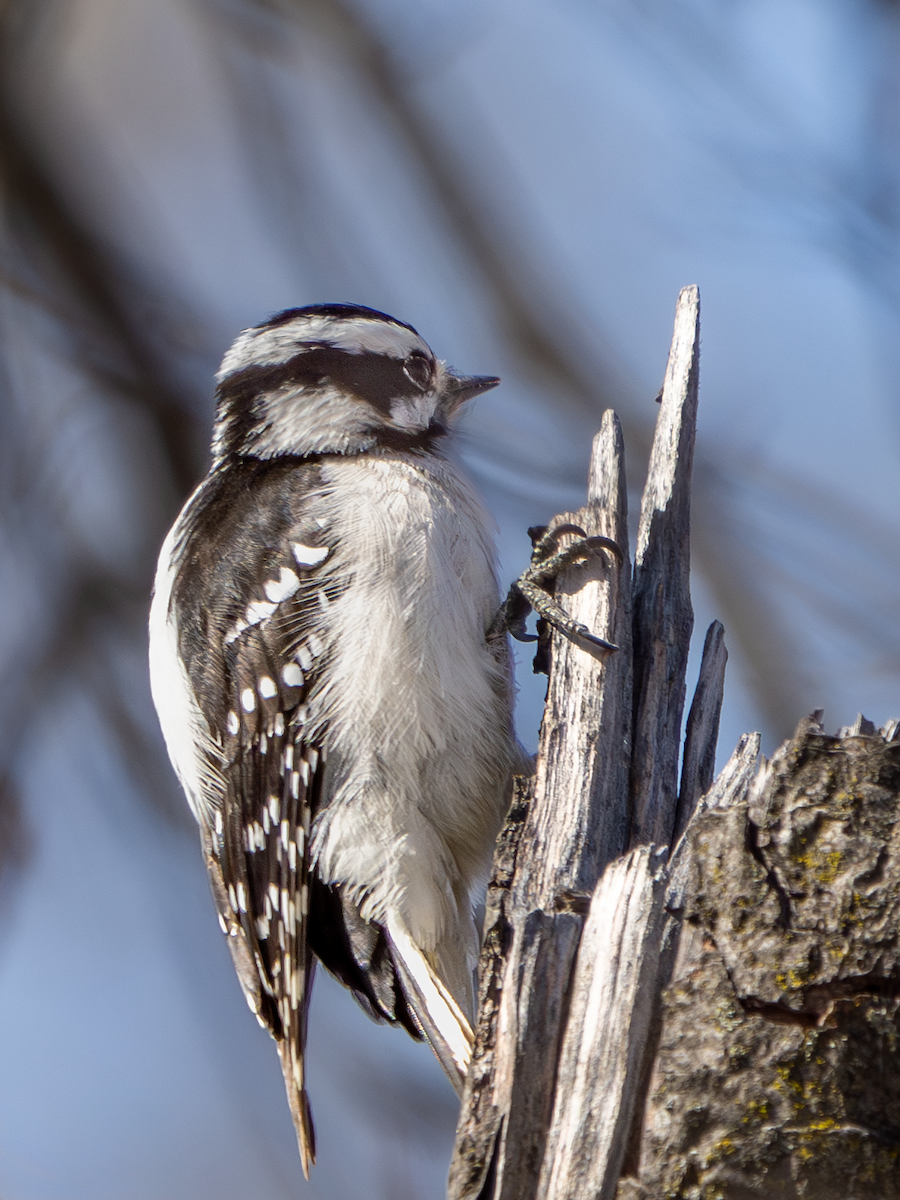 Downy Woodpecker - ML616484699