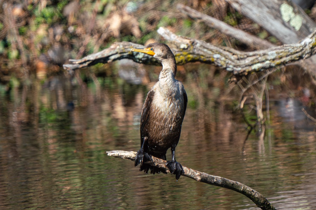 Cormorán Orejudo - ML616484701