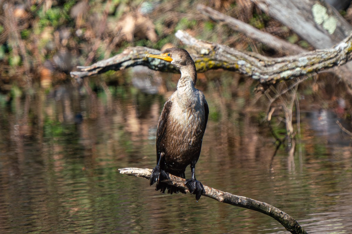 Double-crested Cormorant - ML616484701