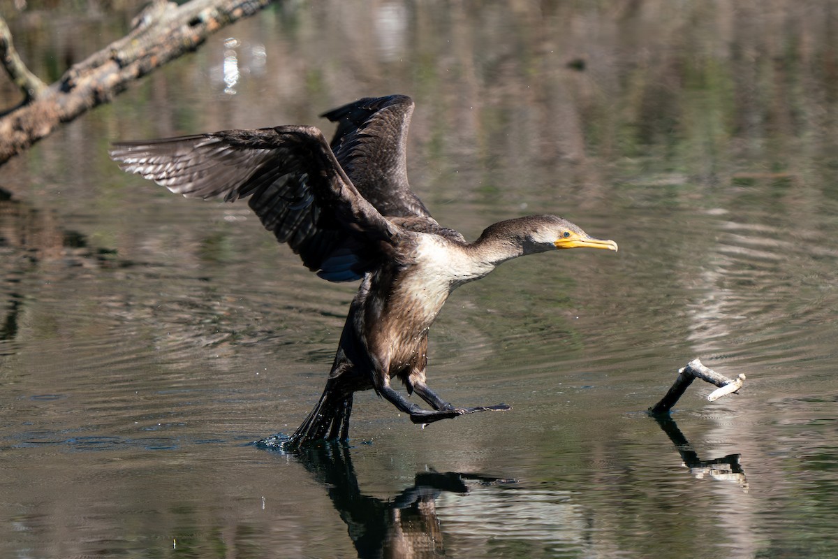 Double-crested Cormorant - ML616484702