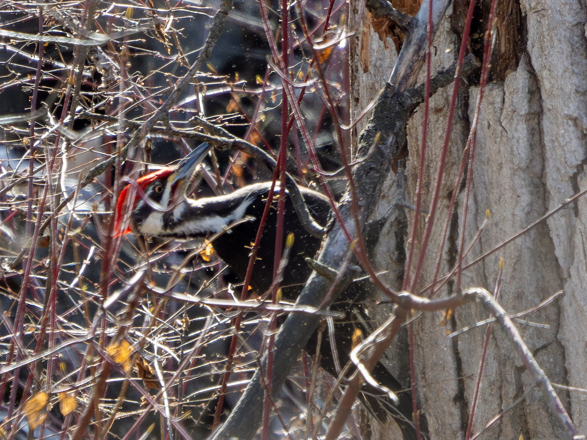 Pileated Woodpecker - ML616484705