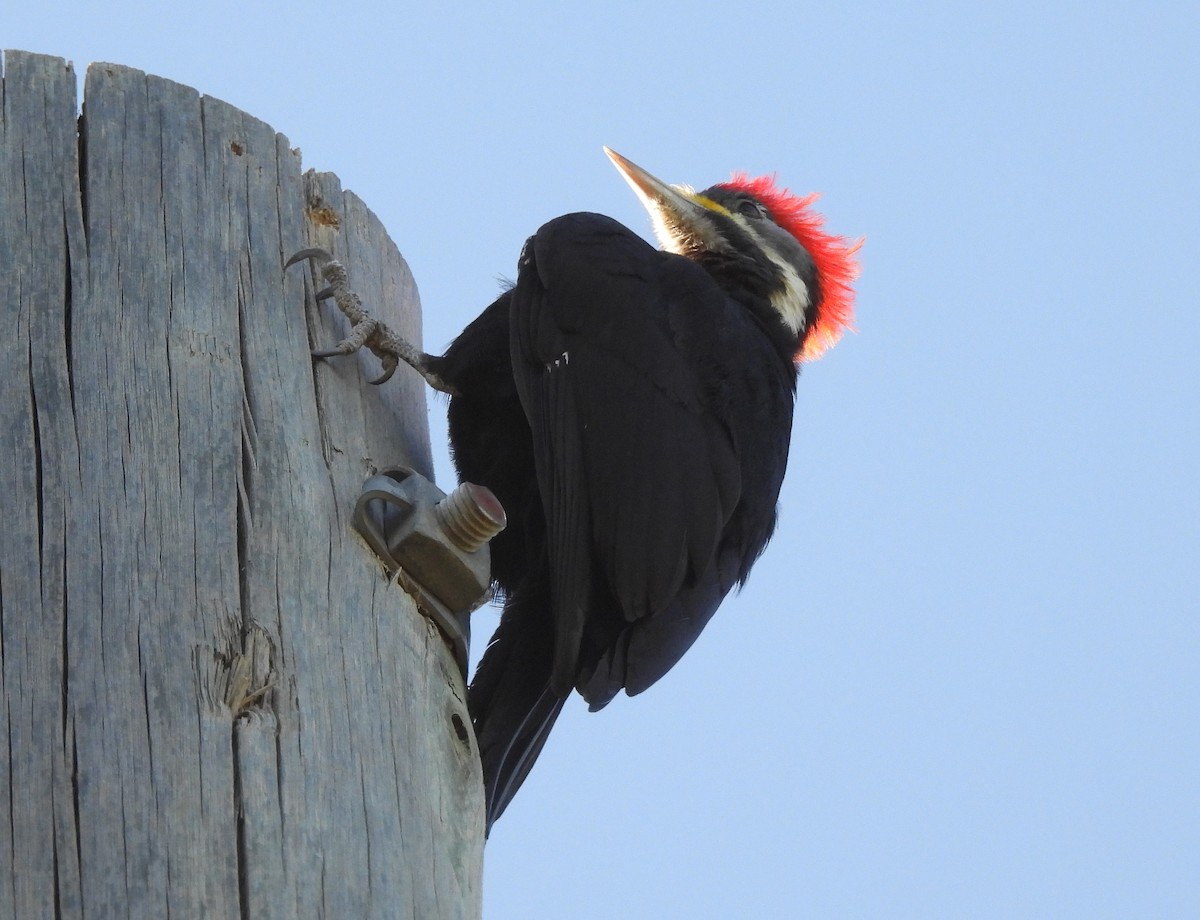 Black-bodied Woodpecker - John Toldi