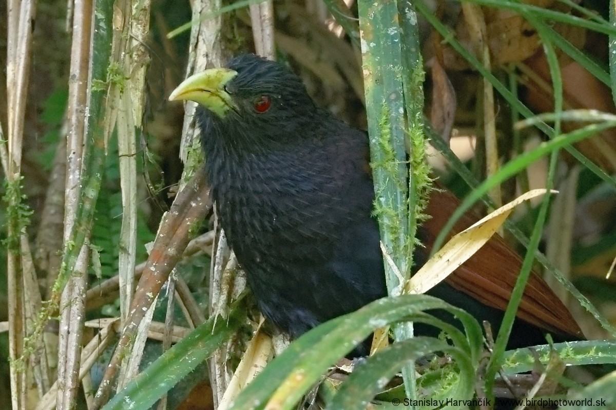 Green-billed Coucal - ML616484757