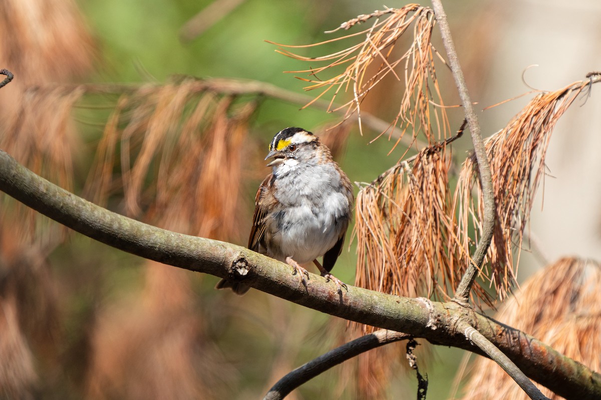 White-throated Sparrow - ML616484763