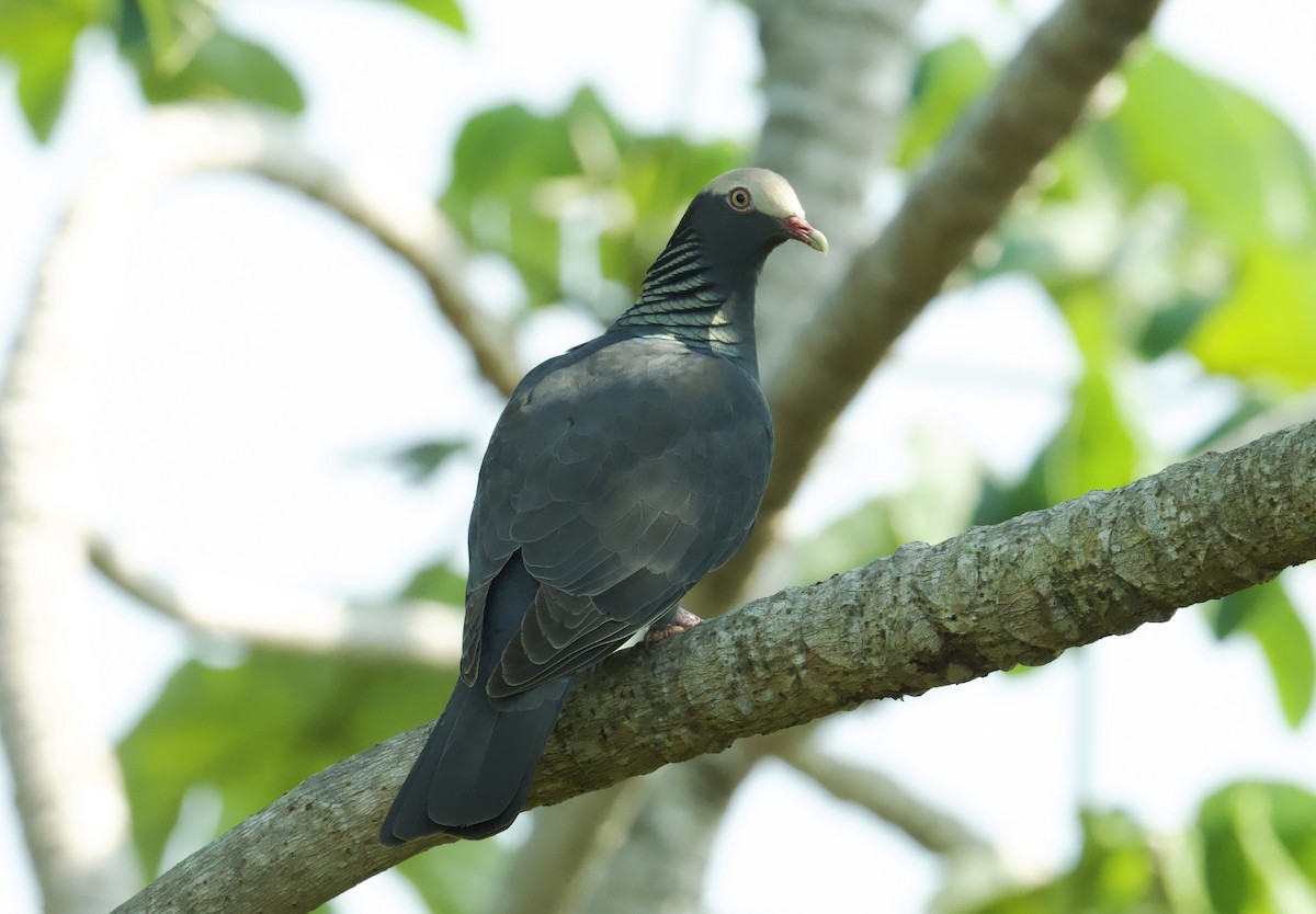 White-crowned Pigeon - ML616484770