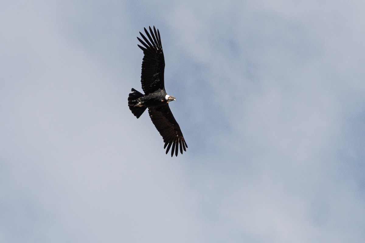 Andean Condor - Christian Williams