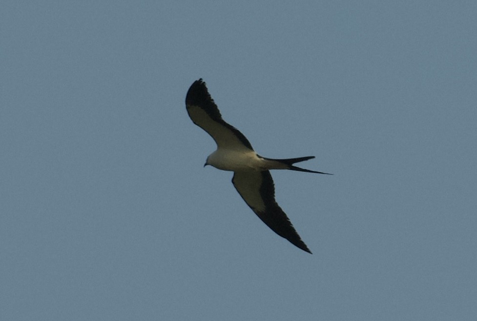 Swallow-tailed Kite - ML616484779