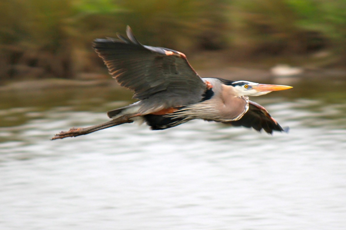 Great Blue Heron - Laura Mae