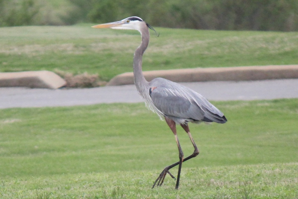 Great Blue Heron - ML616484792