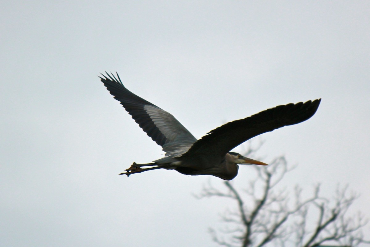 Great Blue Heron - ML616484793