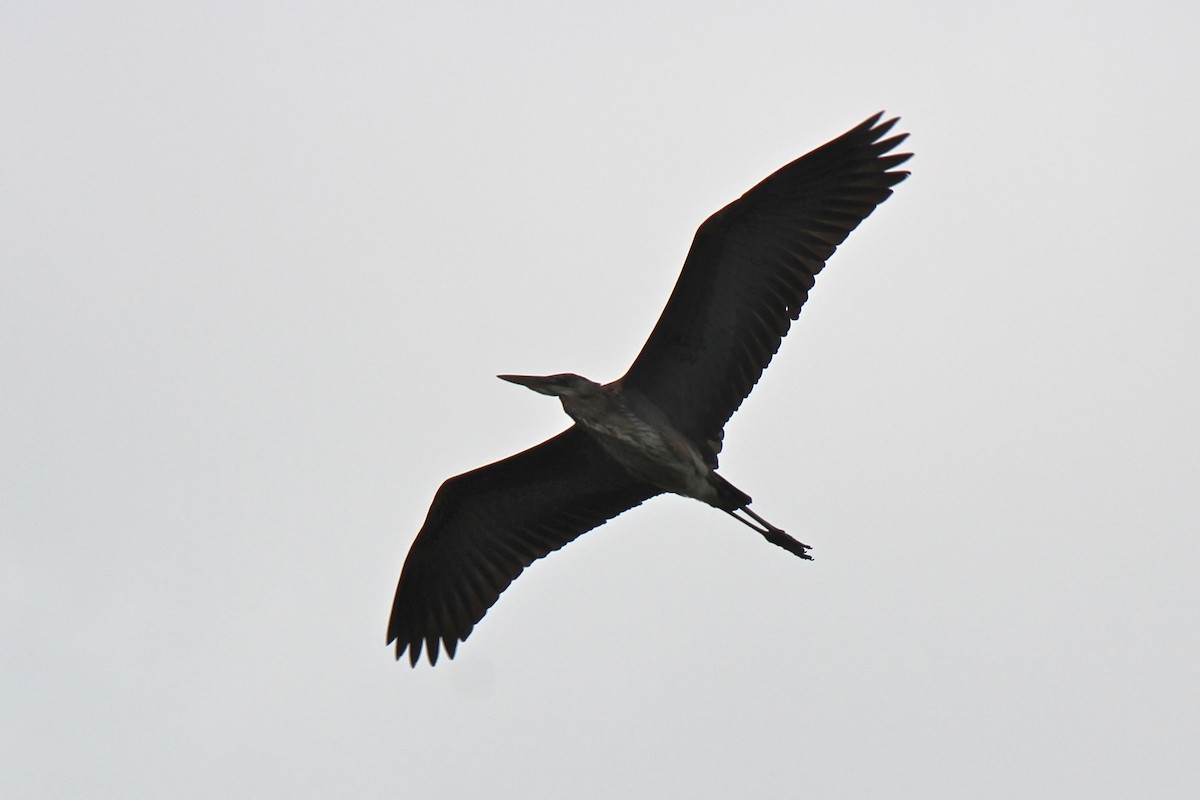 Great Blue Heron - ML616484794