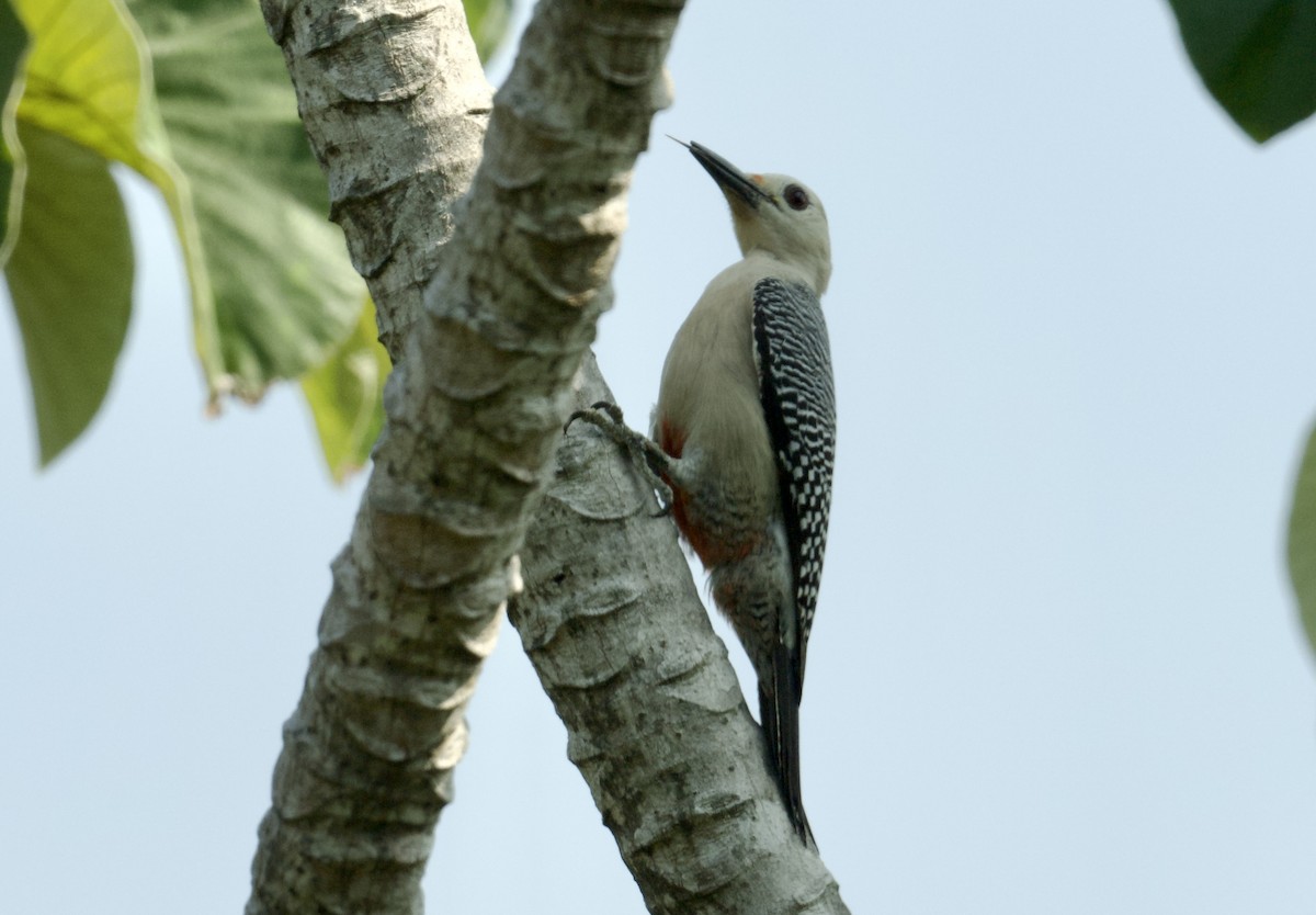 Golden-fronted Woodpecker - ML616484804