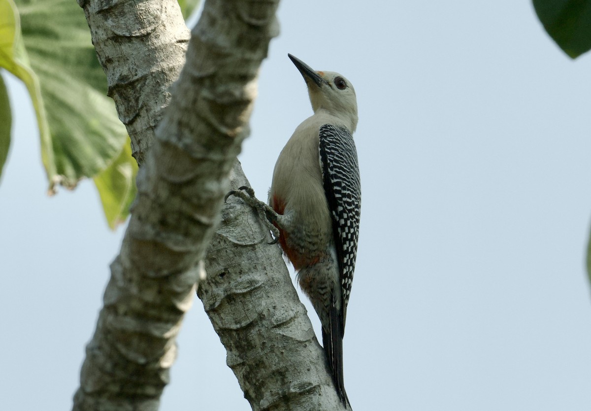 Golden-fronted Woodpecker - ML616484805